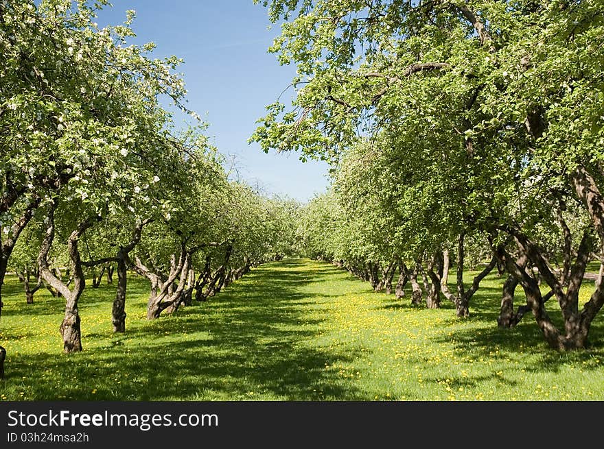 Blooming apple trees in an orchard. Blooming apple trees in an orchard