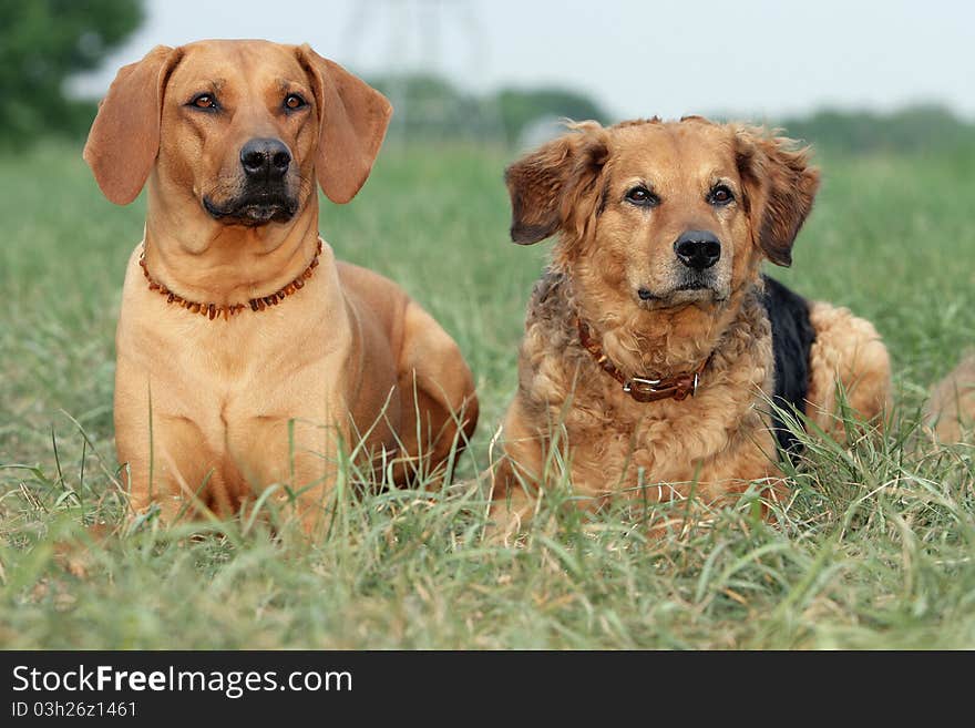 Portrait of a couple of brown dogs waiting together. Portrait of a couple of brown dogs waiting together