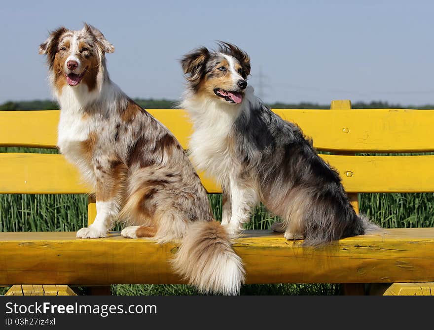 Portrait of a couple of Australian shepherd dog in merle color sitting on a yellow park bench. Portrait of a couple of Australian shepherd dog in merle color sitting on a yellow park bench