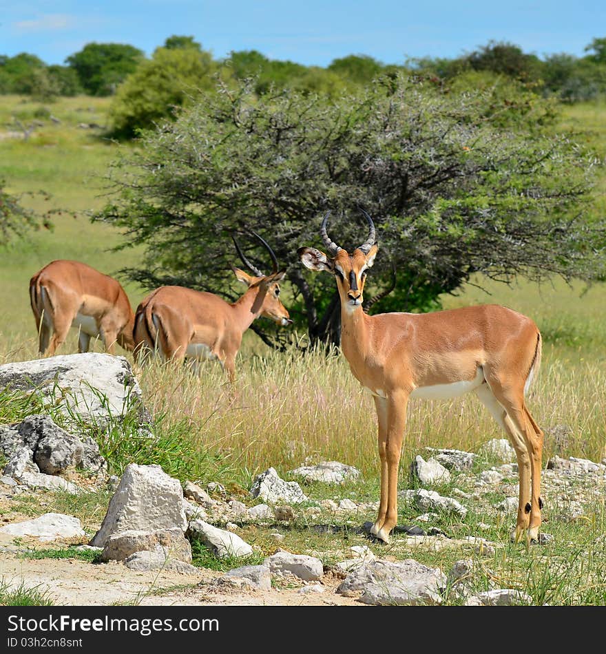 Rare black-headed impala in Etosha national park in Namibia. Rare black-headed impala in Etosha national park in Namibia.