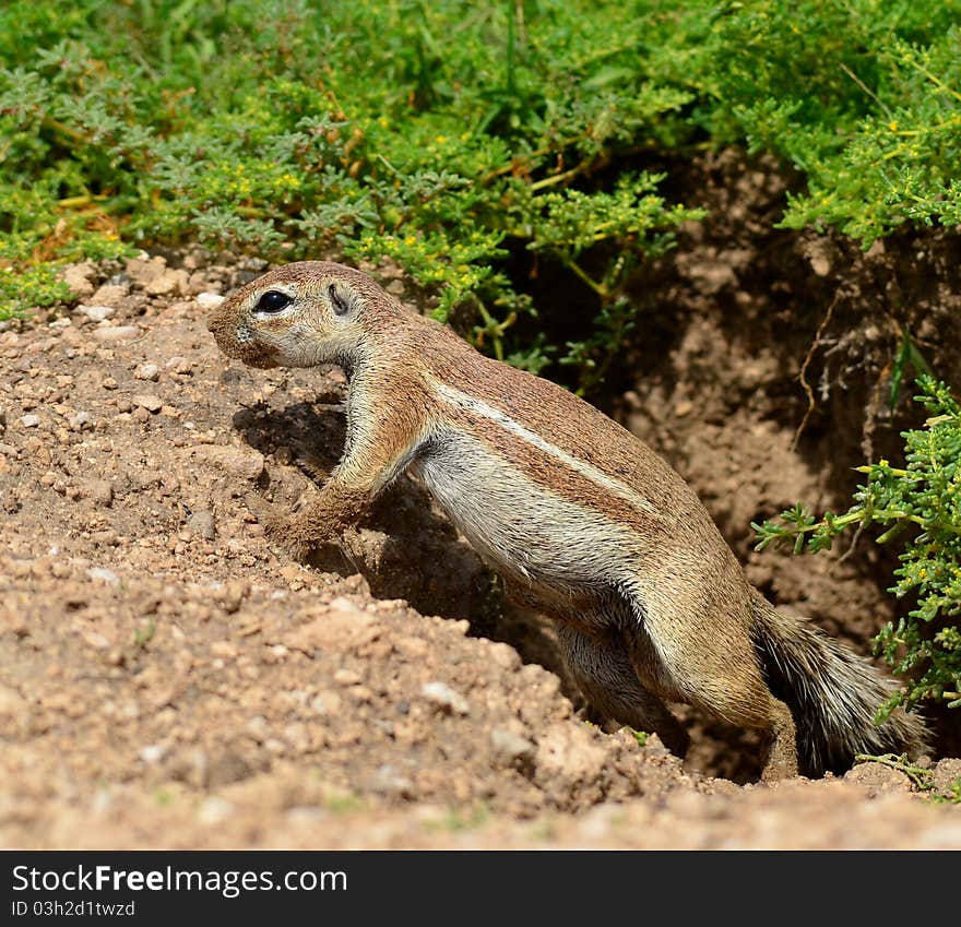 In front of its burrow