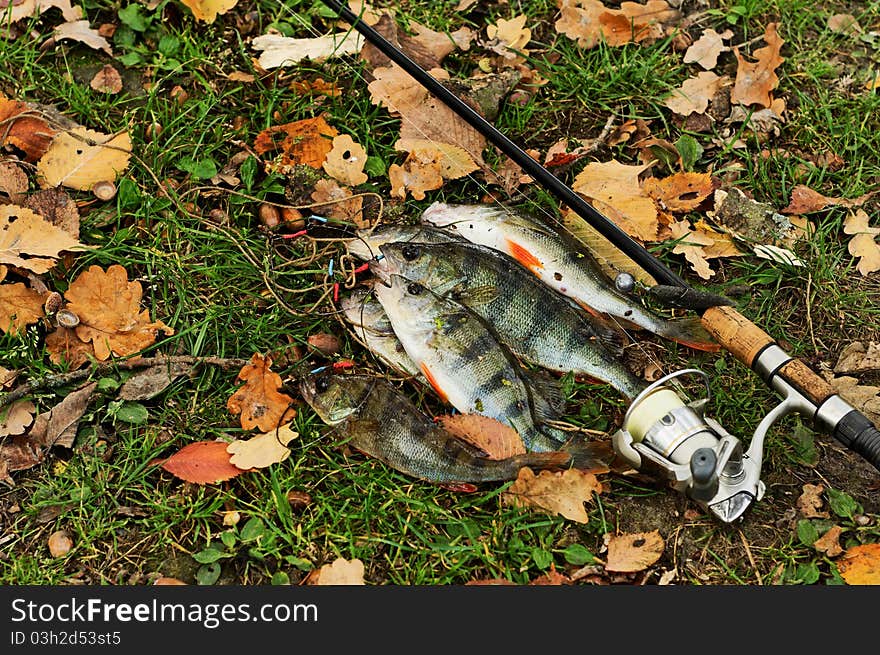 Hooked freshwater perches on grass