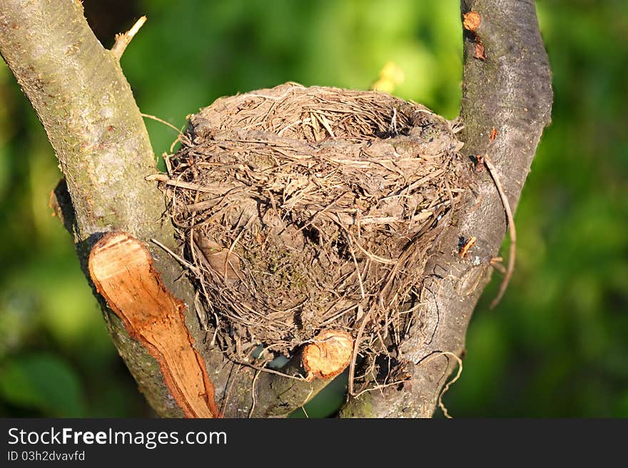 Bird nest in wild