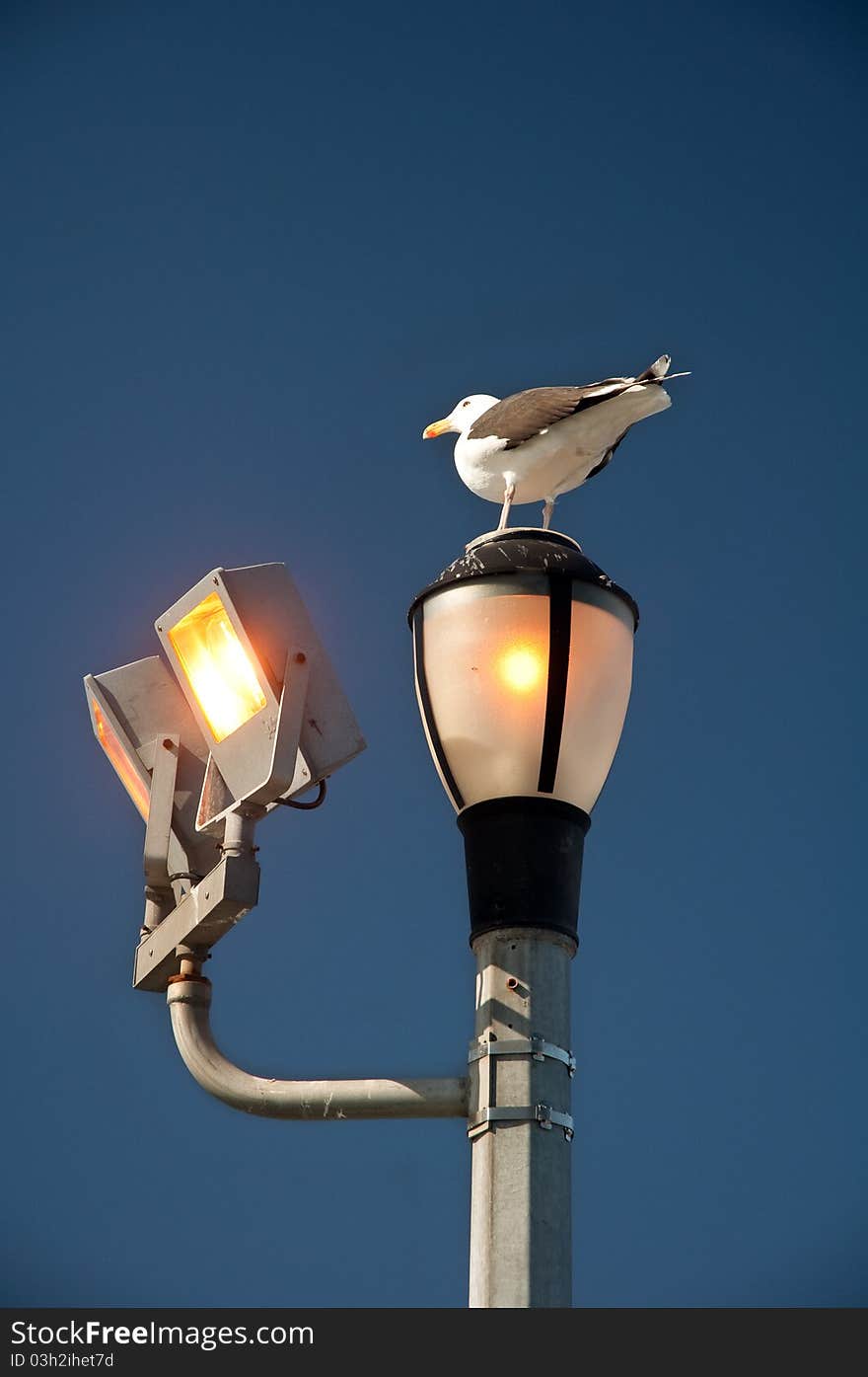 Sea-gull sitting on a street lamp, clear blue sky in background