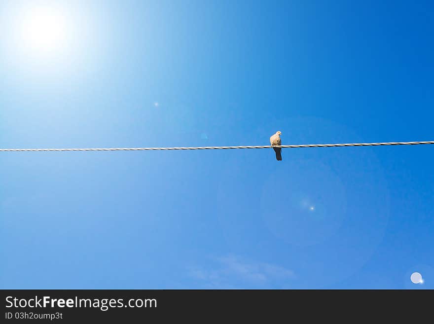 Pigeon on wire