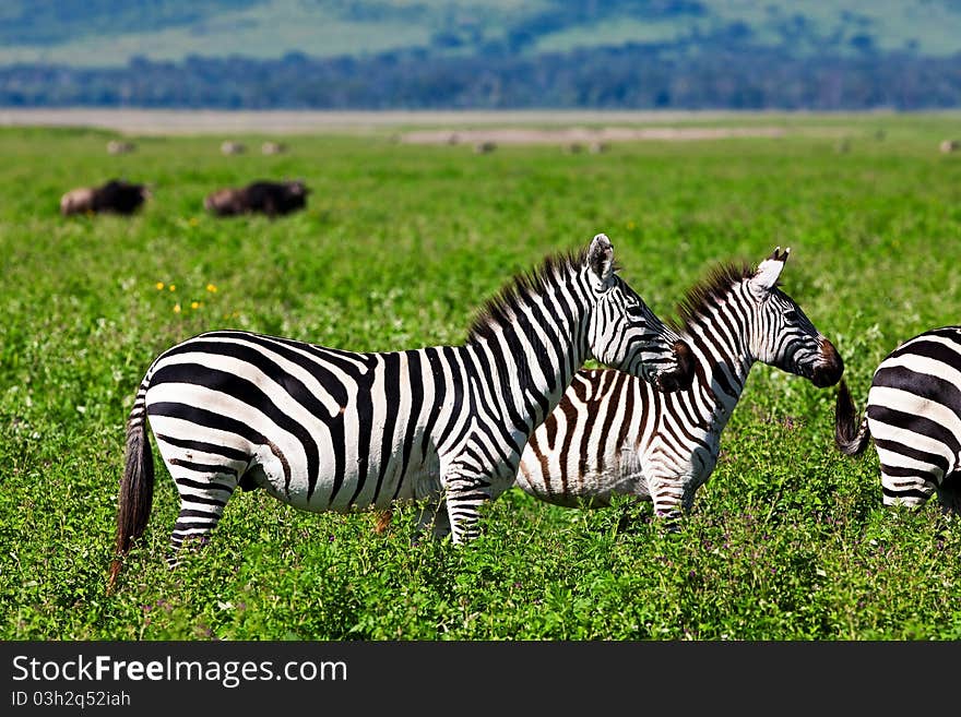 Zebras in the Serengeti