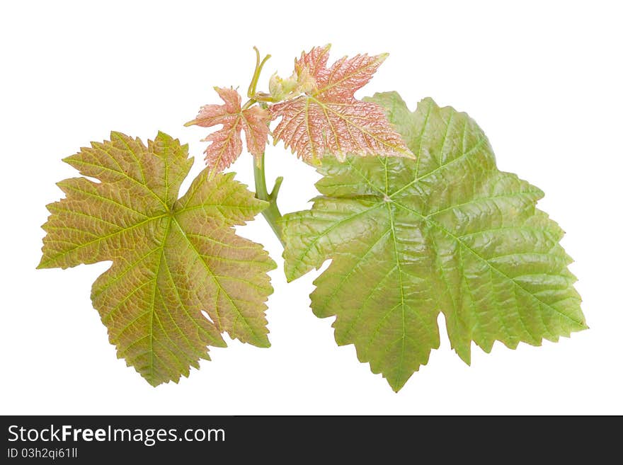 Grape leaves isolated on white