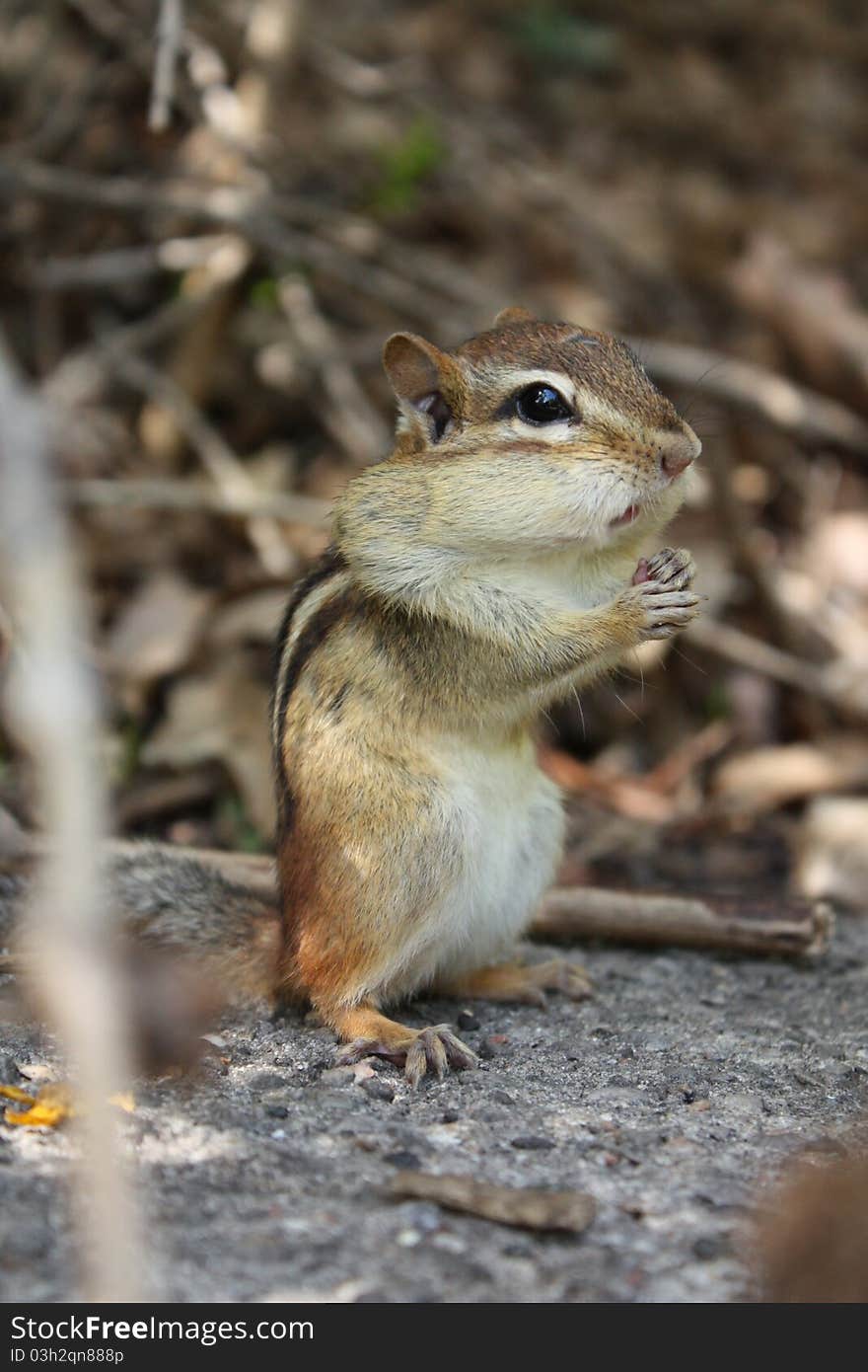 Close-up of a chipmunk's front view, taken at high park, Canada