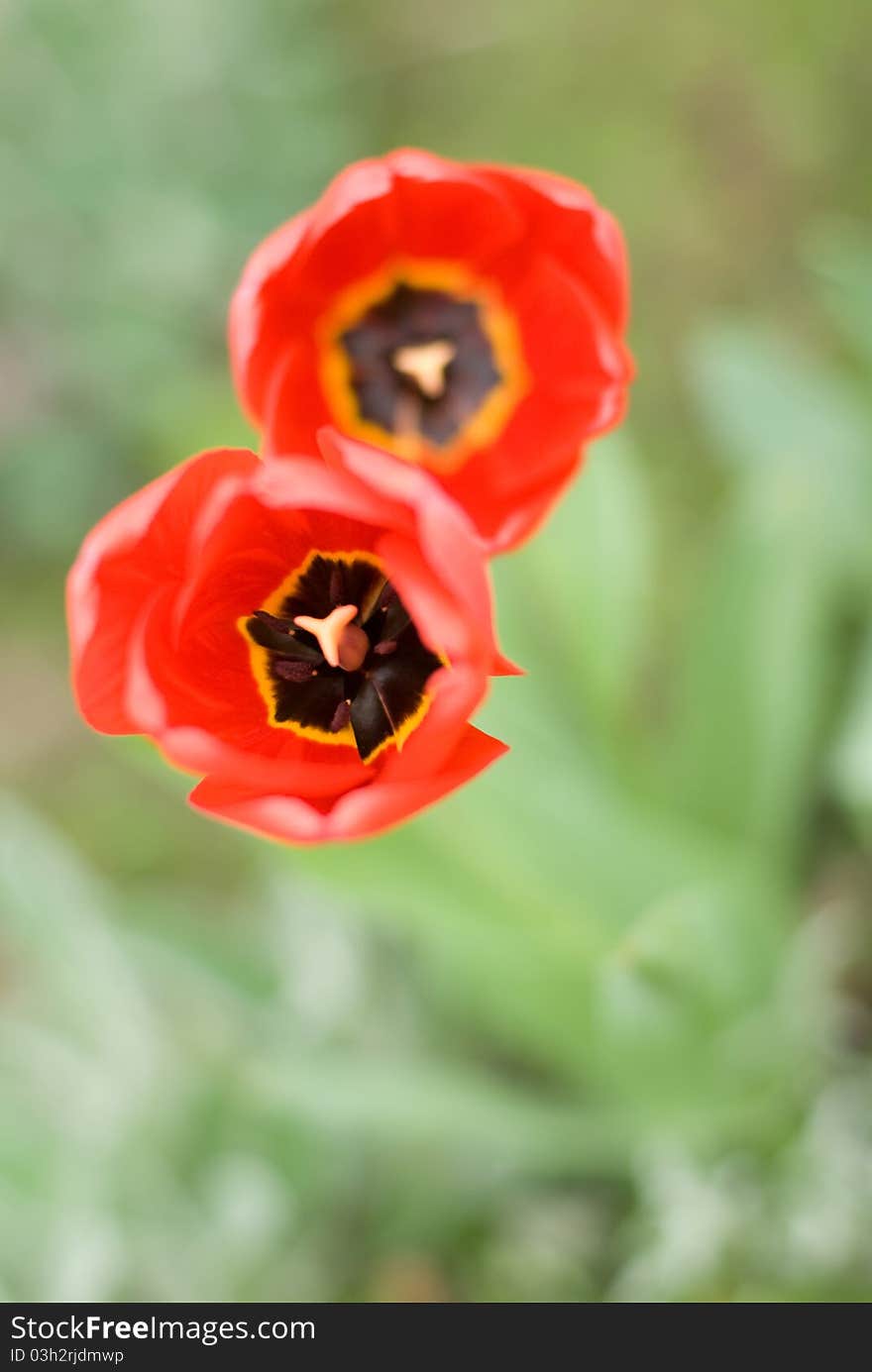 Two red tulips in form of the digit 8 with the little depth of field