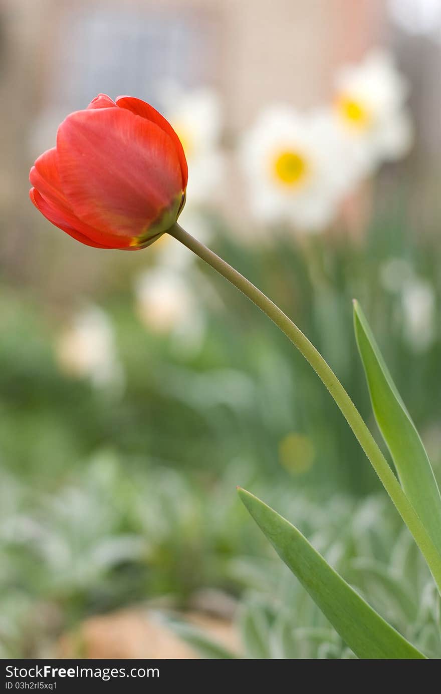 Red tulip against the narcissi with the little depth of field