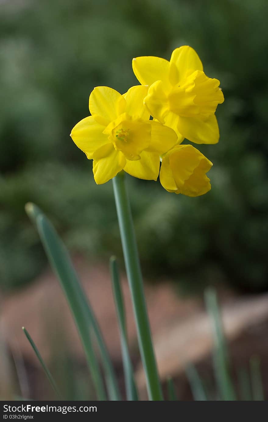 Triple yellow narcissus with little depth of field