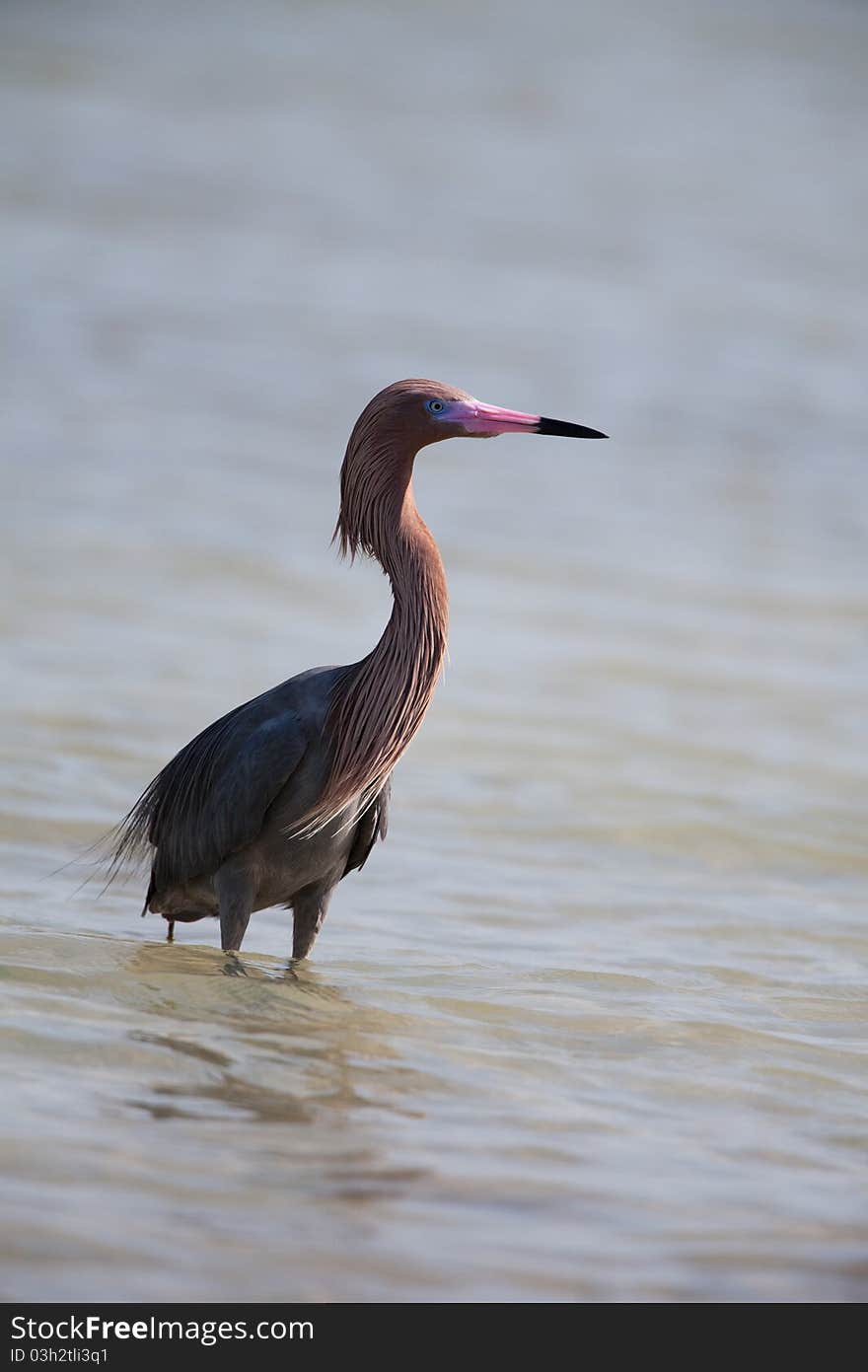 Tri-Colored Heron