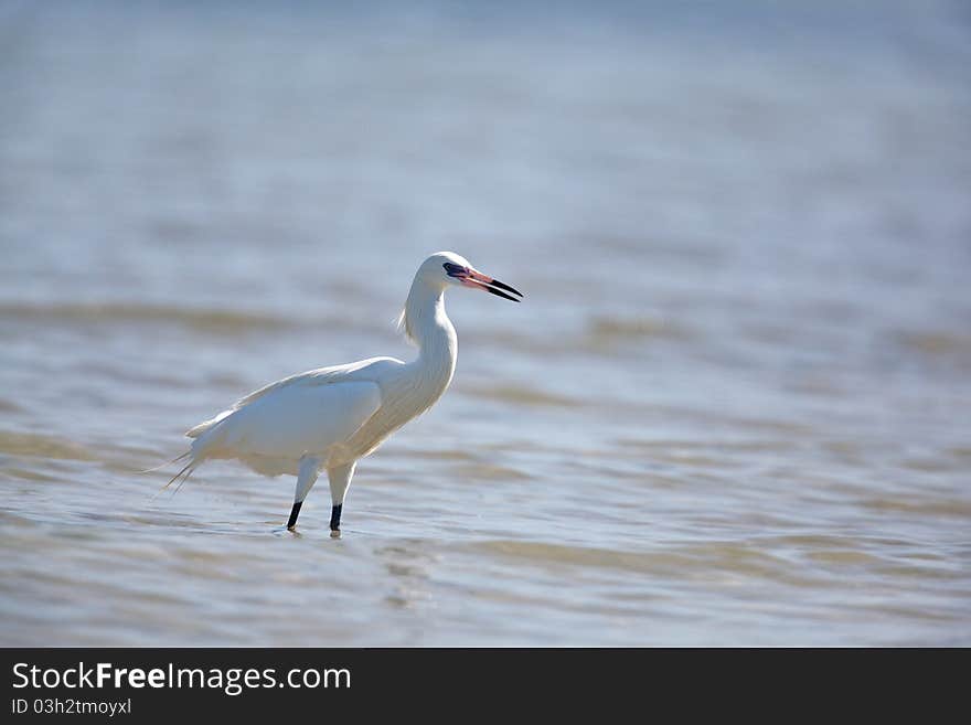 Great Egret