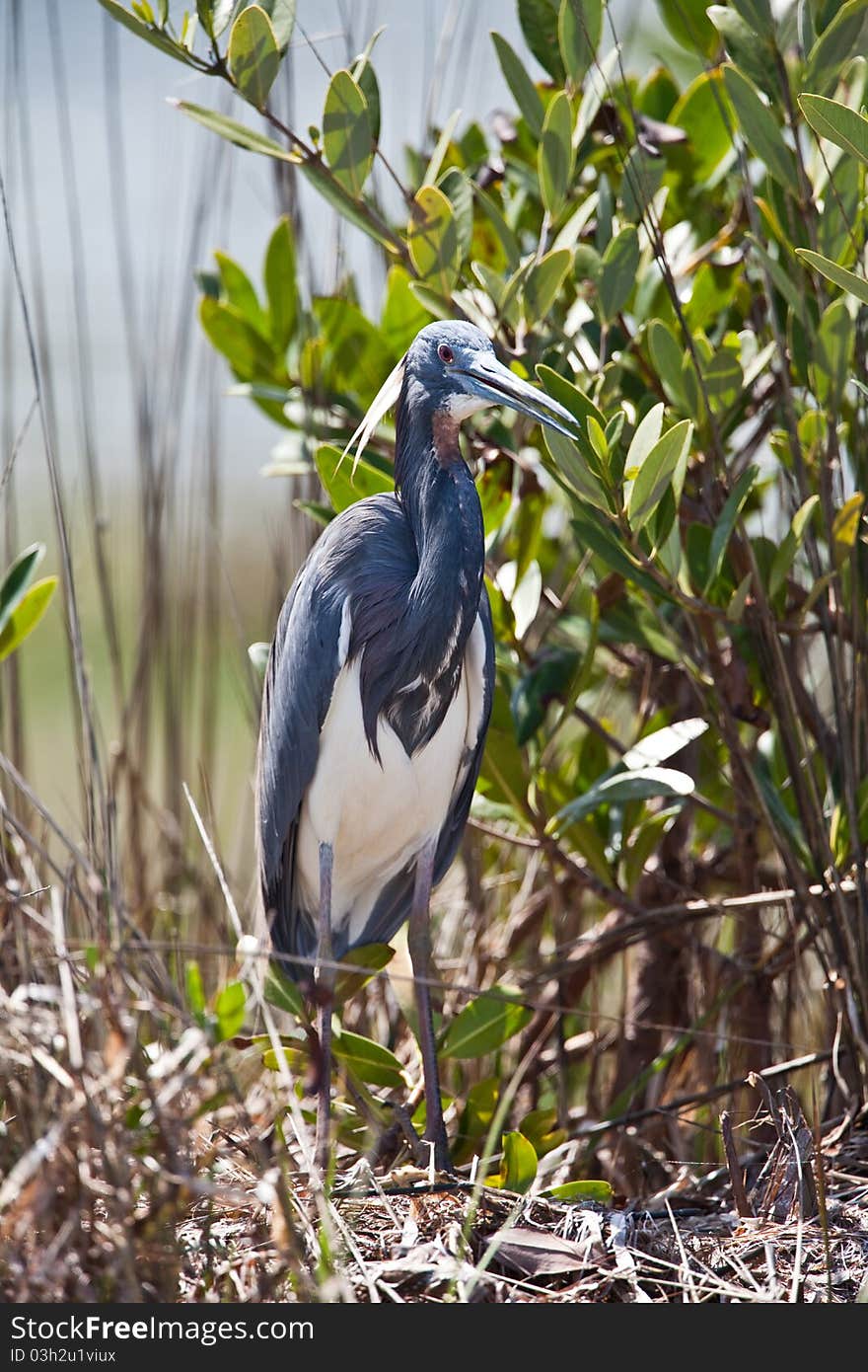 Tri-Colored Heron