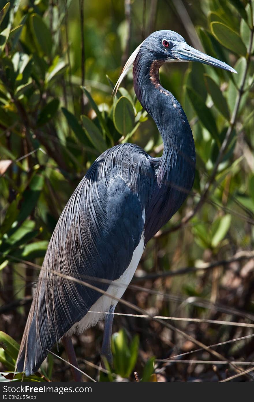 Tri-Colored Heron