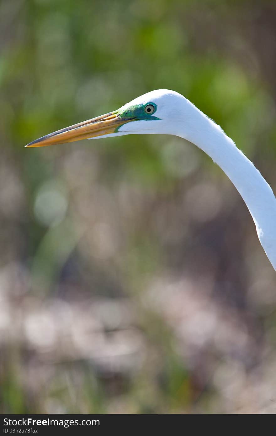 White great egret found in southern Florida