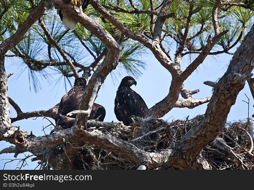 Bald Eagle