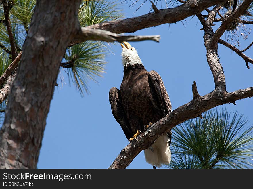 Bald Eagle