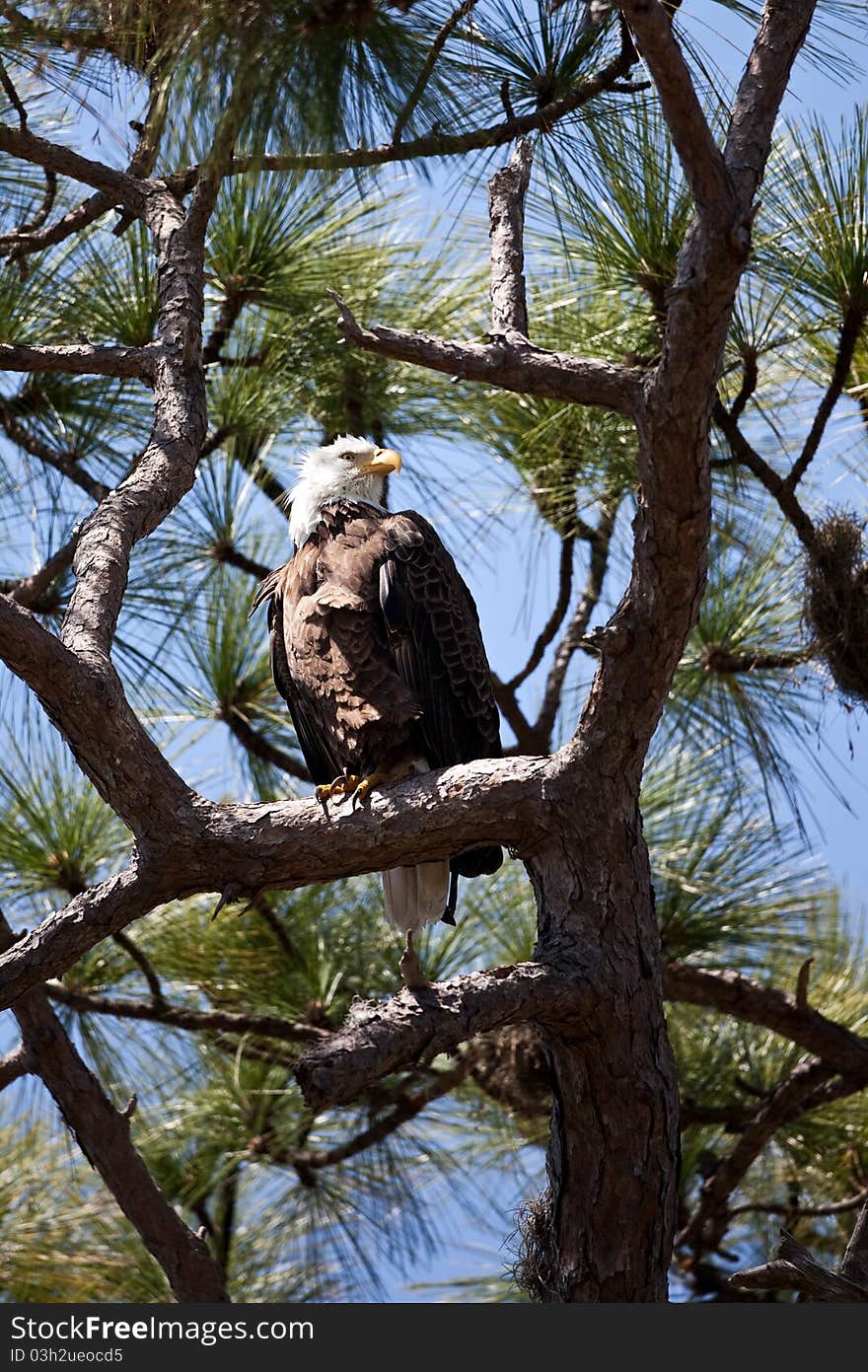 Bald Eagle