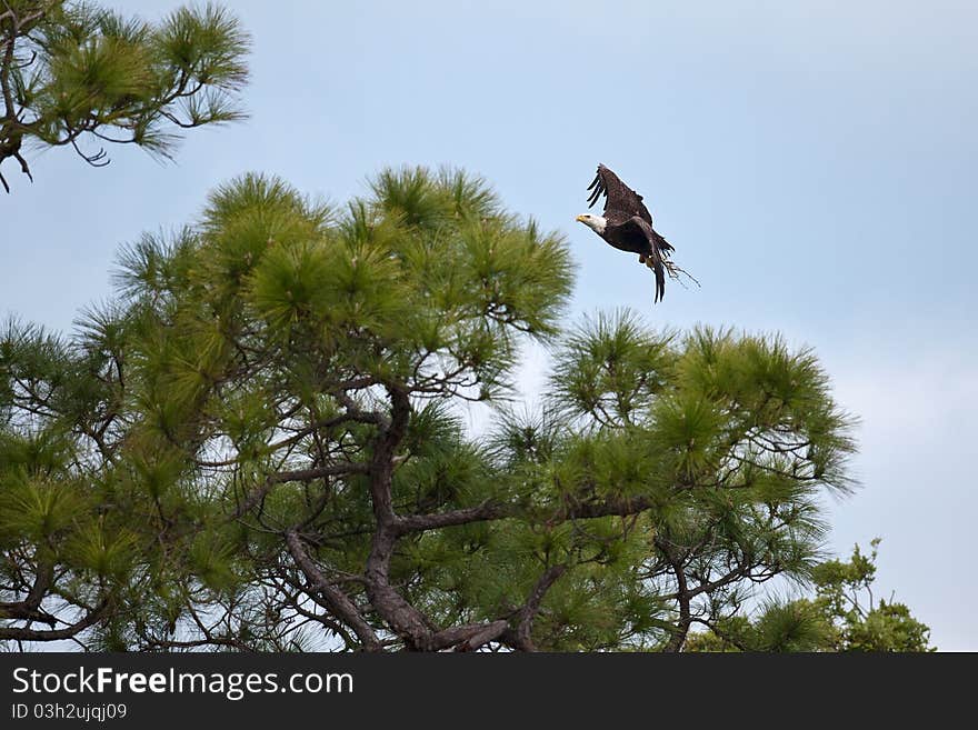 Bald Eagle