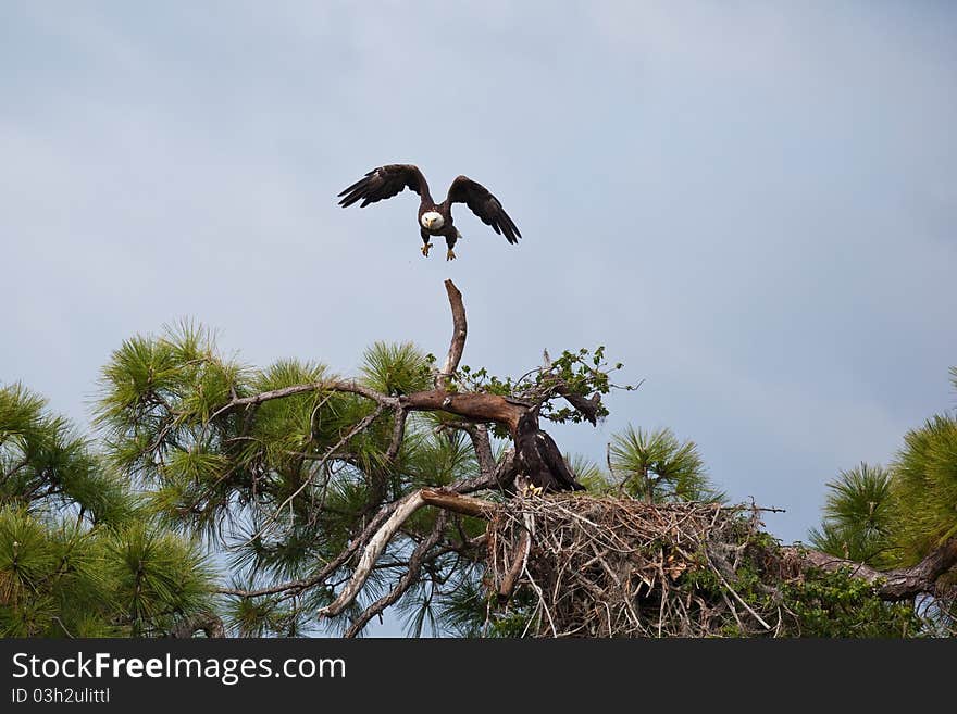 Bald Eagle