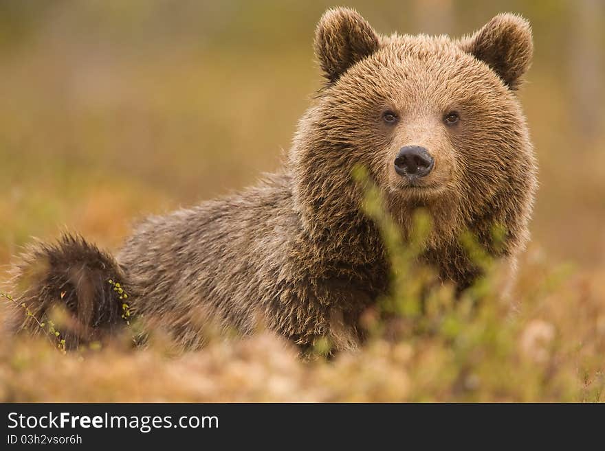 This european brown bear lay resting near our hide near the finnish/russian border and was curious of the shutternoise. This european brown bear lay resting near our hide near the finnish/russian border and was curious of the shutternoise.