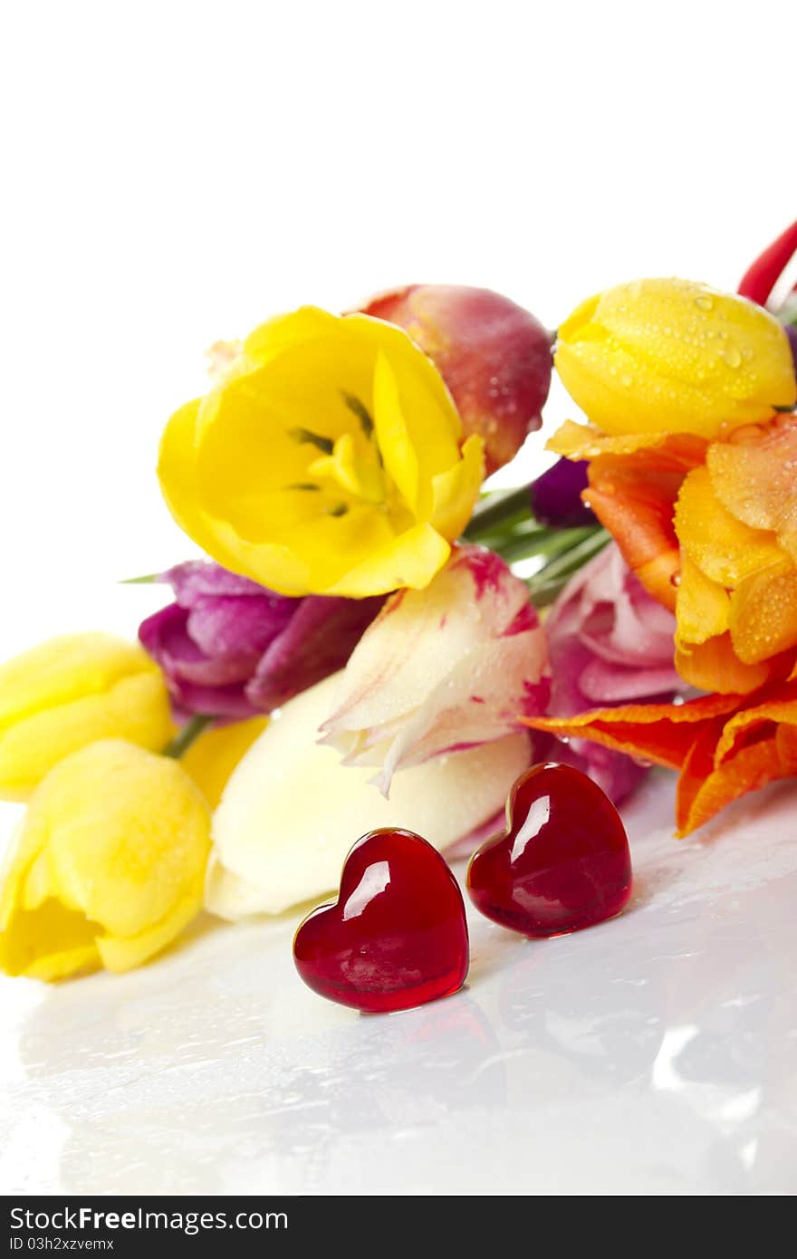 Lovely spring colored tulips with water drops lie in the bouquet in the foreground of the two red glass hearts. Isolated. Lovely spring colored tulips with water drops lie in the bouquet in the foreground of the two red glass hearts. Isolated