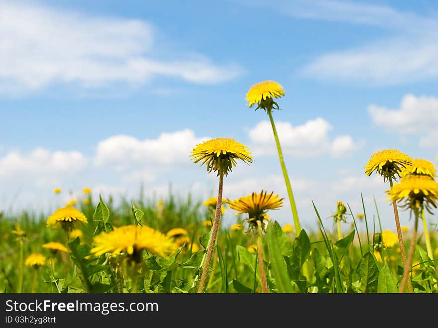 Summer landscape, with colour and sky.