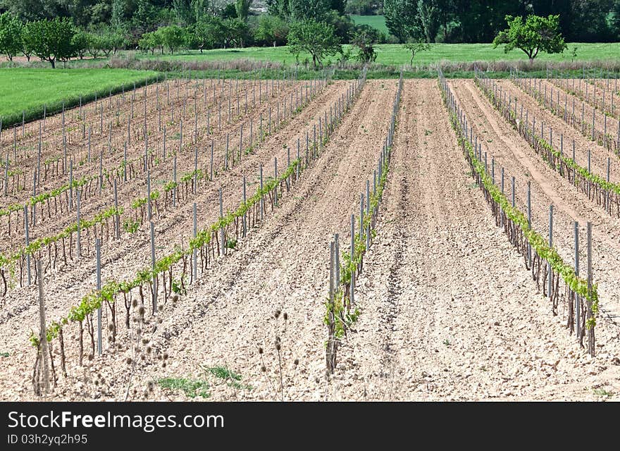 Shoots Of Young Vines