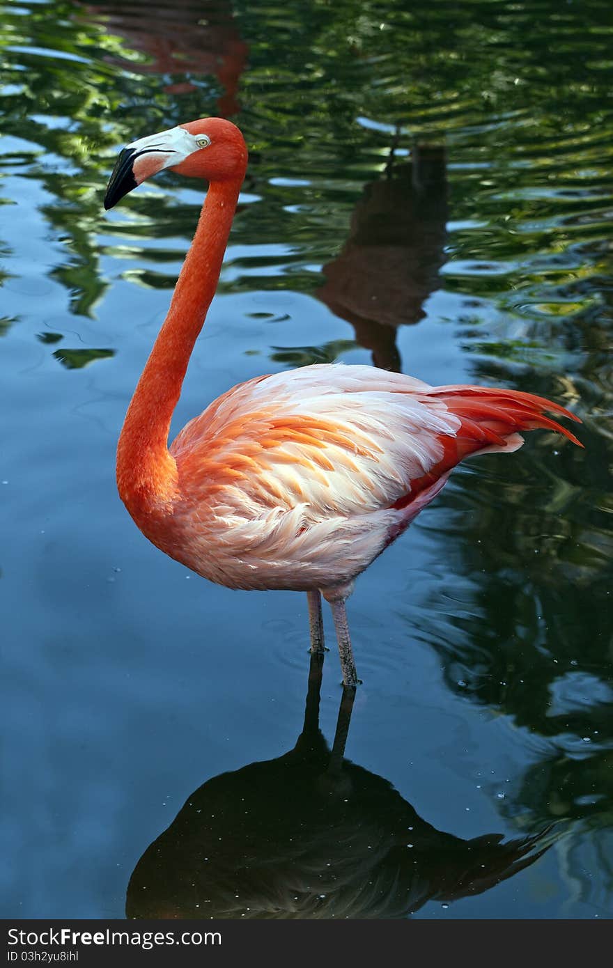 Greater Flamingo (Phoenicoperus ruber)