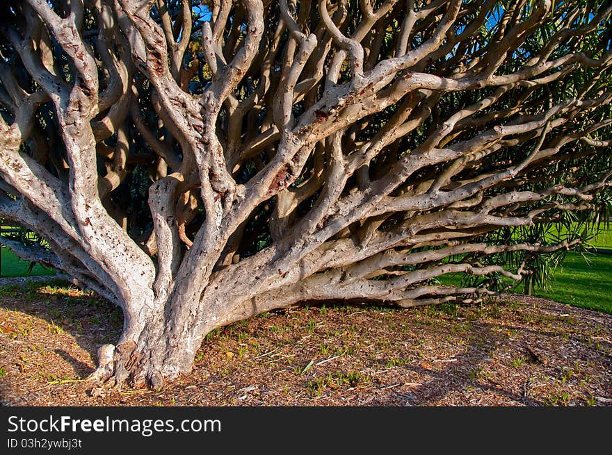 Tropical and inclined tree in a park, sydney australia