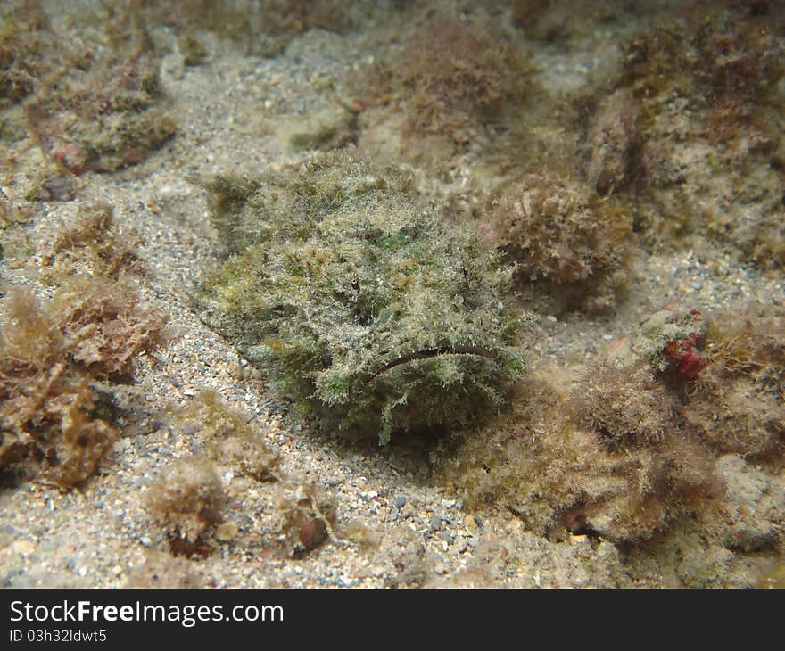 Devil Scorpionfish