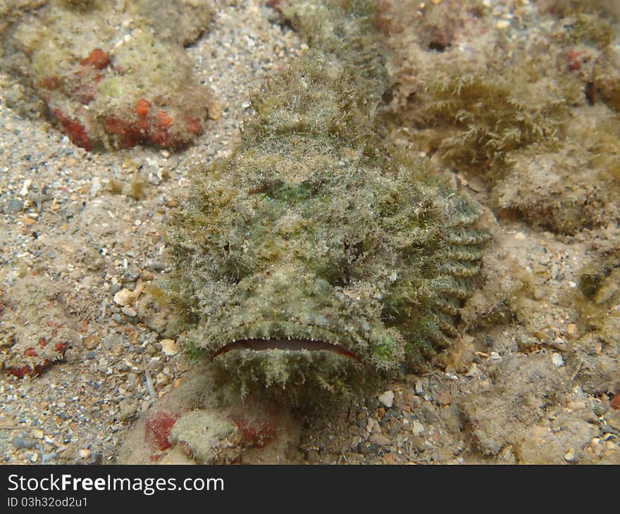 Devil Scorpionfish