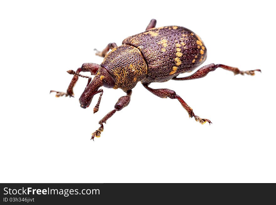 Closeup shot of a beetle isolated on white background