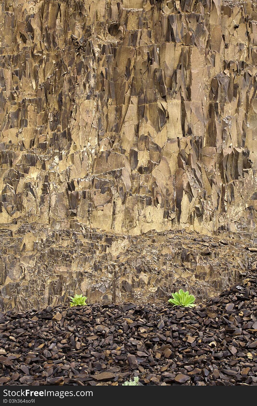 Small Plants And Large Rock Wall.