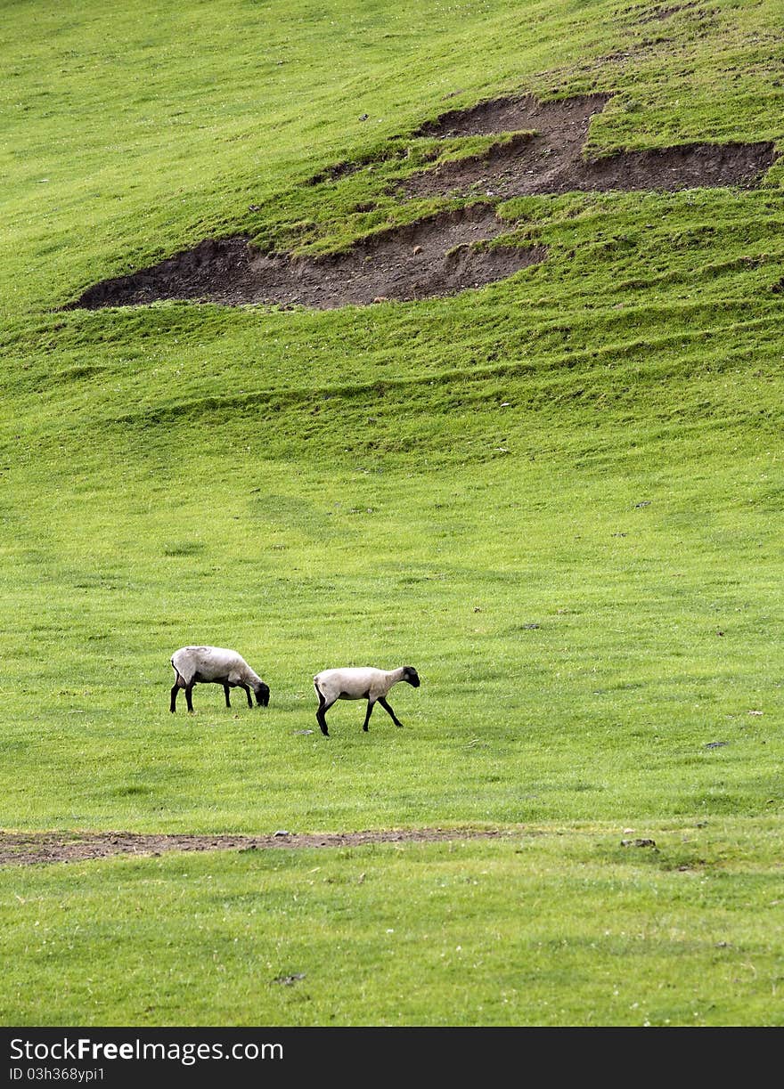 Flock of sheep grazing on the green grass in this meadow. Flock of sheep grazing on the green grass in this meadow.