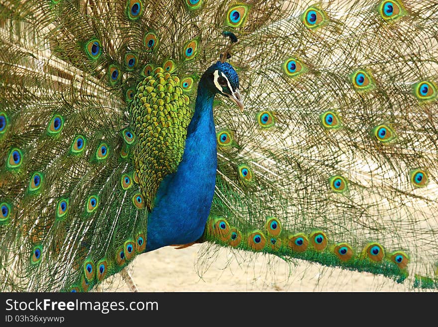 The peacock spreads its bright plumage. The peacock spreads its bright plumage