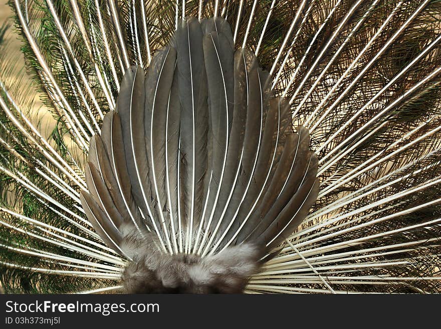 The back of a peacock,which spreads its bright plumage. The back of a peacock,which spreads its bright plumage