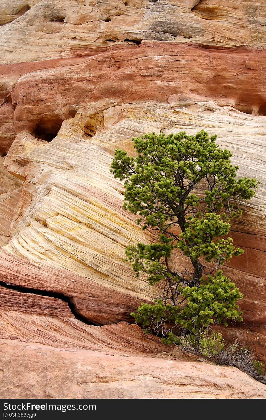 Lonely tree growing among red rocks in Utah, USA. Lonely tree growing among red rocks in Utah, USA