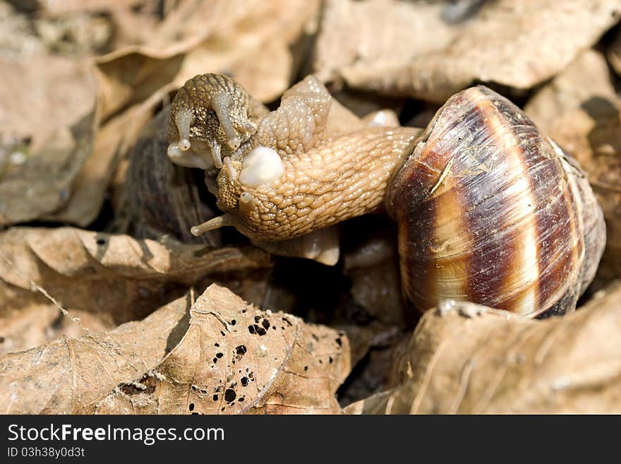 Two snails are kissing in the garden. Two snails are kissing in the garden