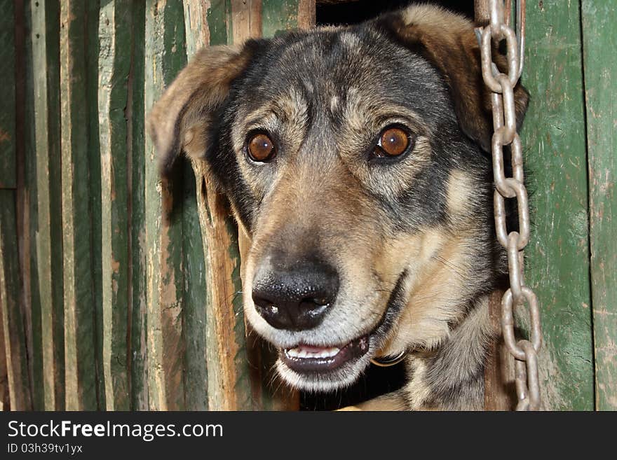 The benevolent dog looks out of the kennel