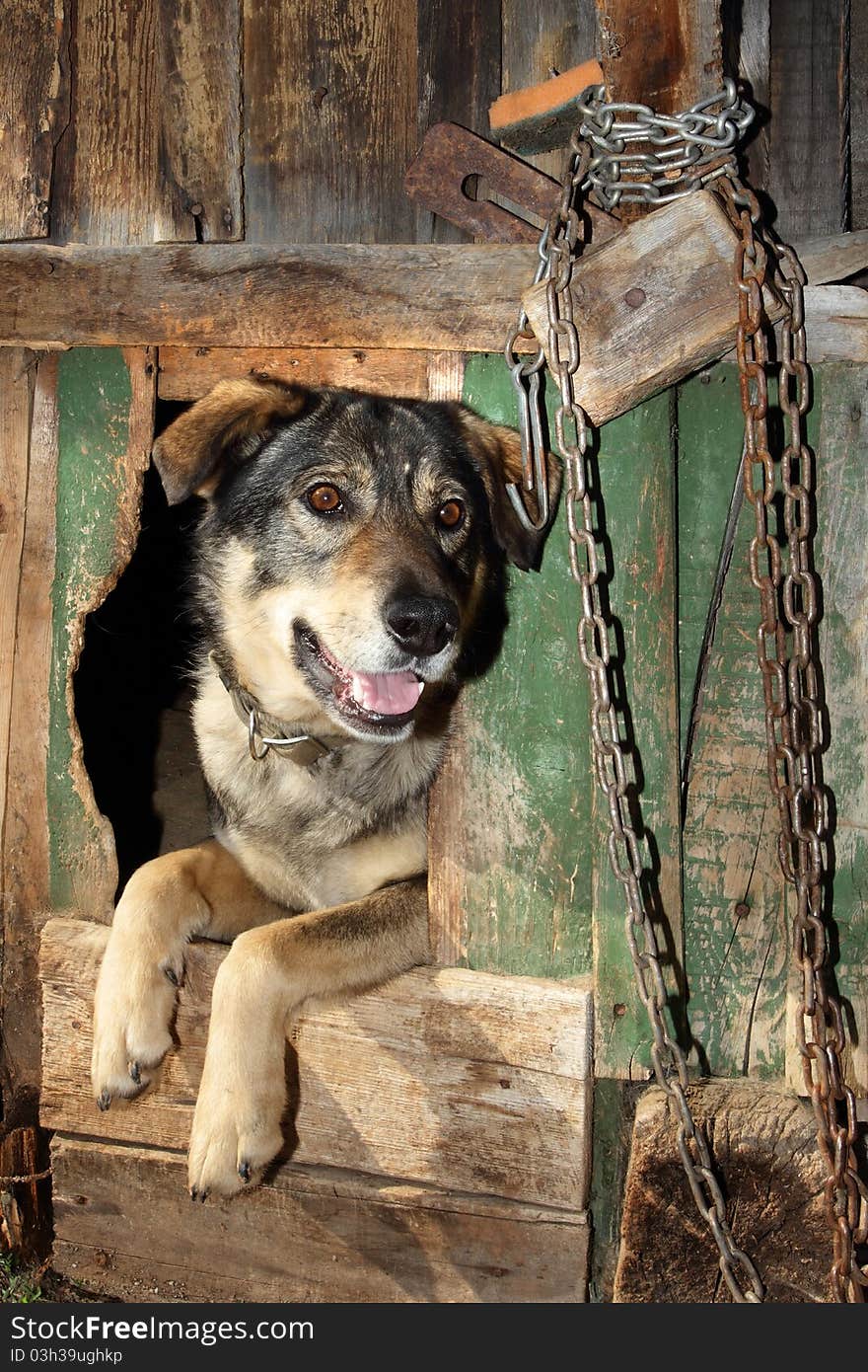 The benevolent dog looks out of the kennel