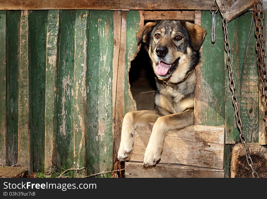 The benevolent dog looks out of the kennel