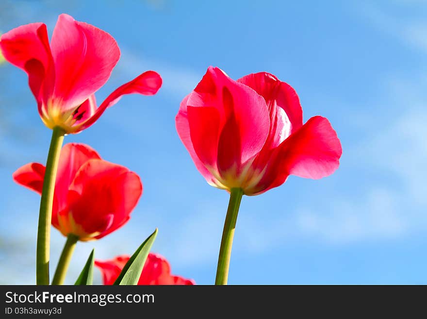 Red tulips on blue sky background