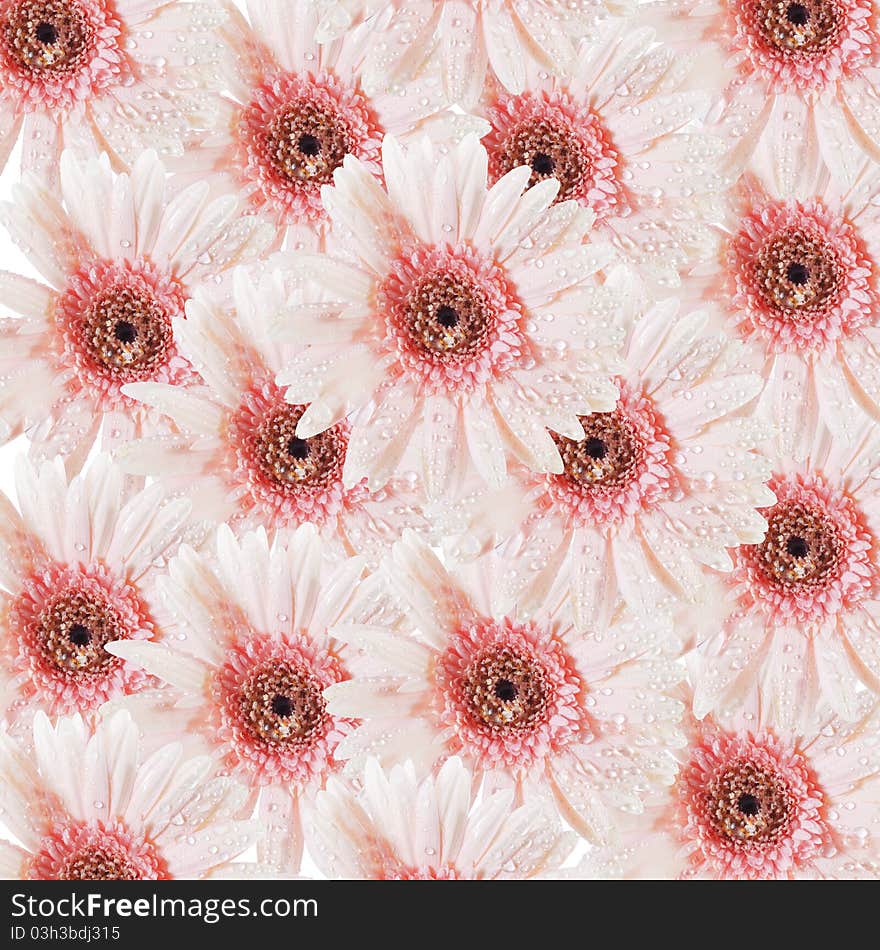 Pink Gerbera Flower