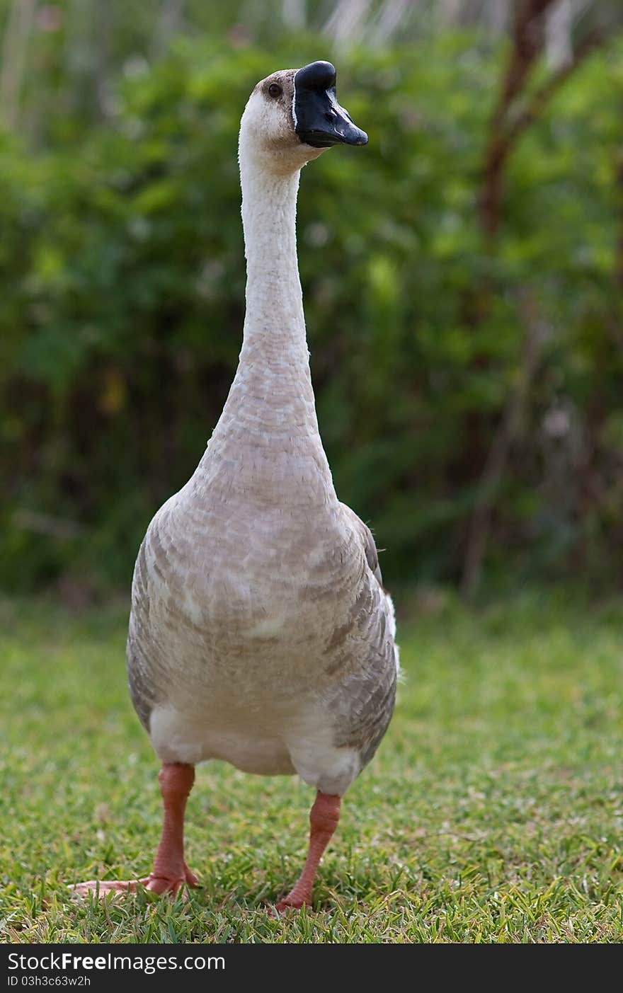 Swan Goose