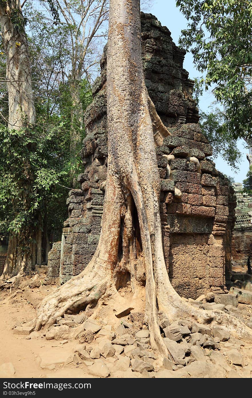 Tree growing on ancient Angkor Wat ruins