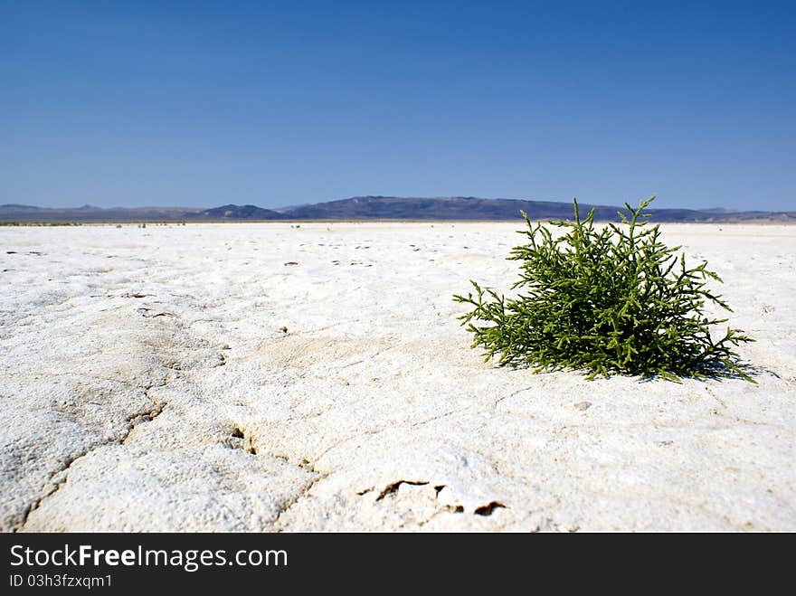 The Last Life on a Salt Flat