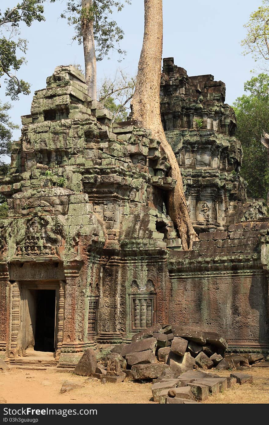 Tree growing on ancient Angkor Wat ruins