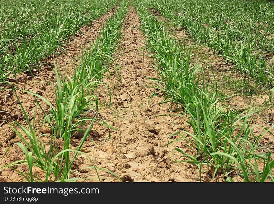 Sugarcane garden